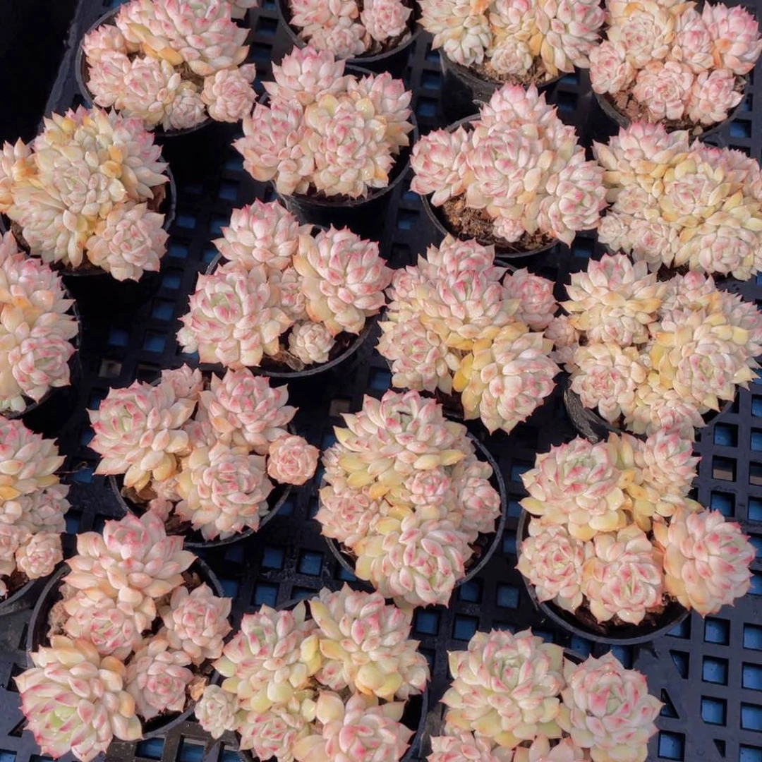 量拍41号白底小乔群生两个