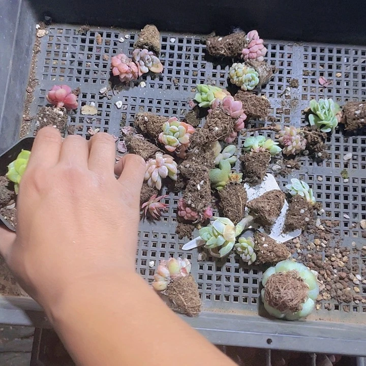 汐*夕姐小盆岭坡和top女李斌拍