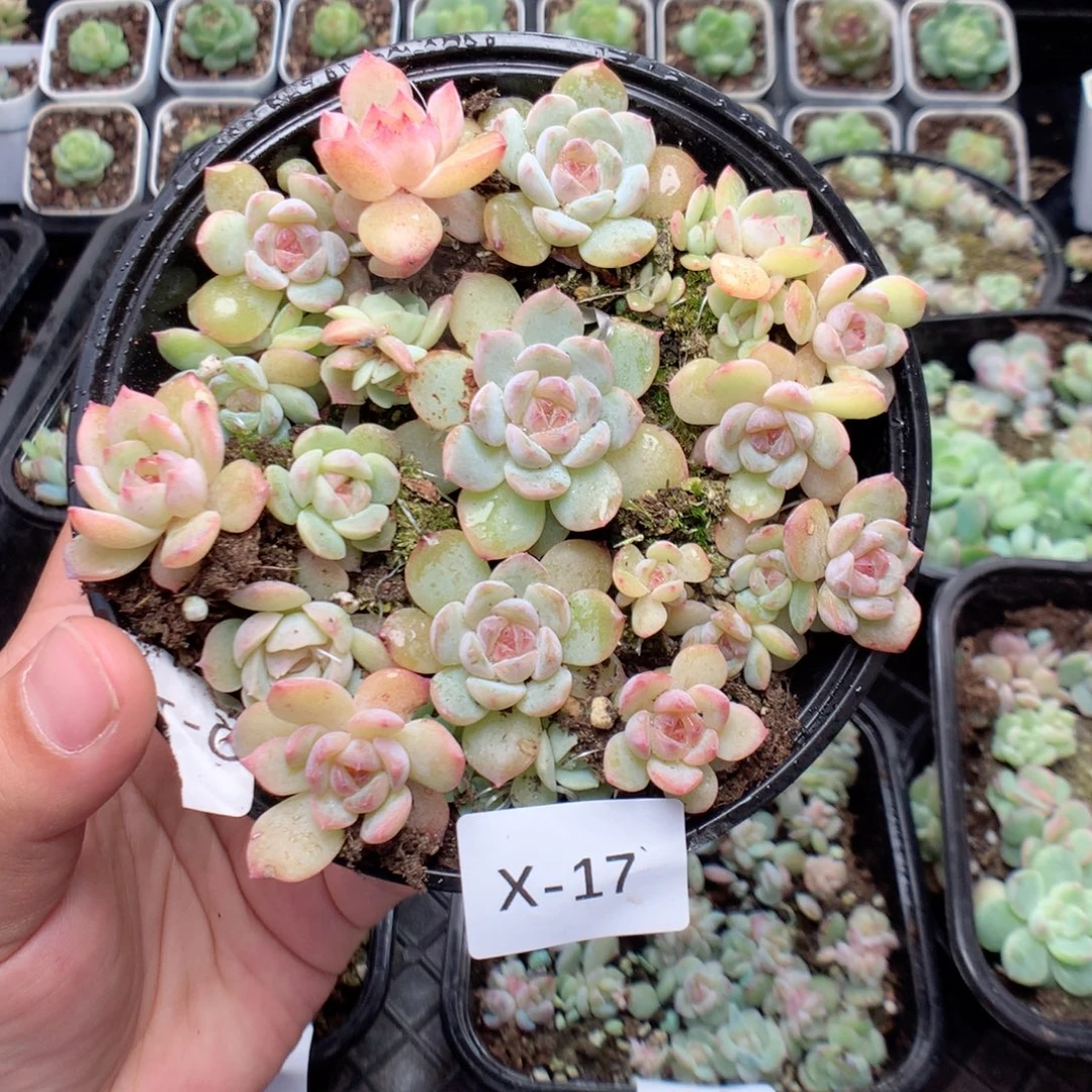 无花朵X17英语英语