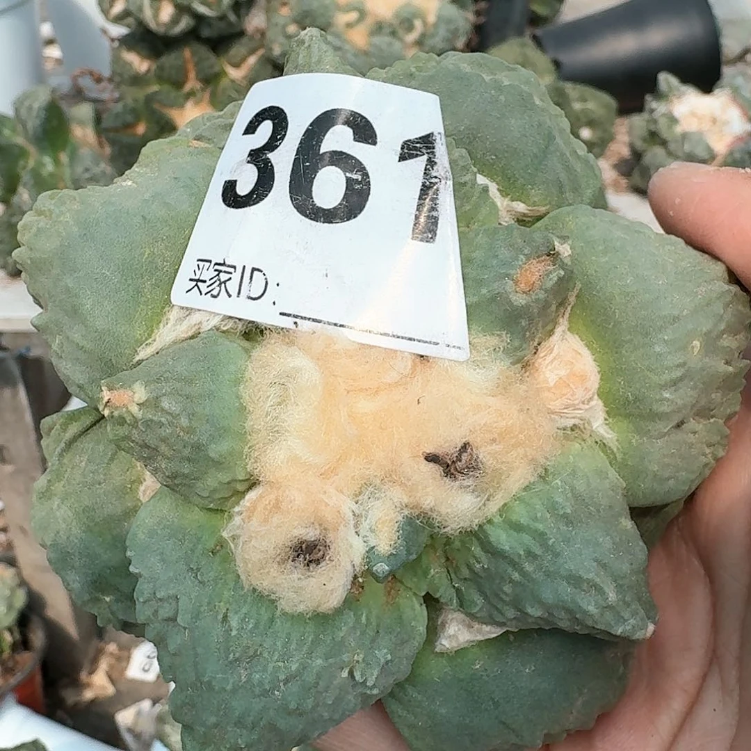 【闪购商品】无花朵用****0丸尤怒涛361