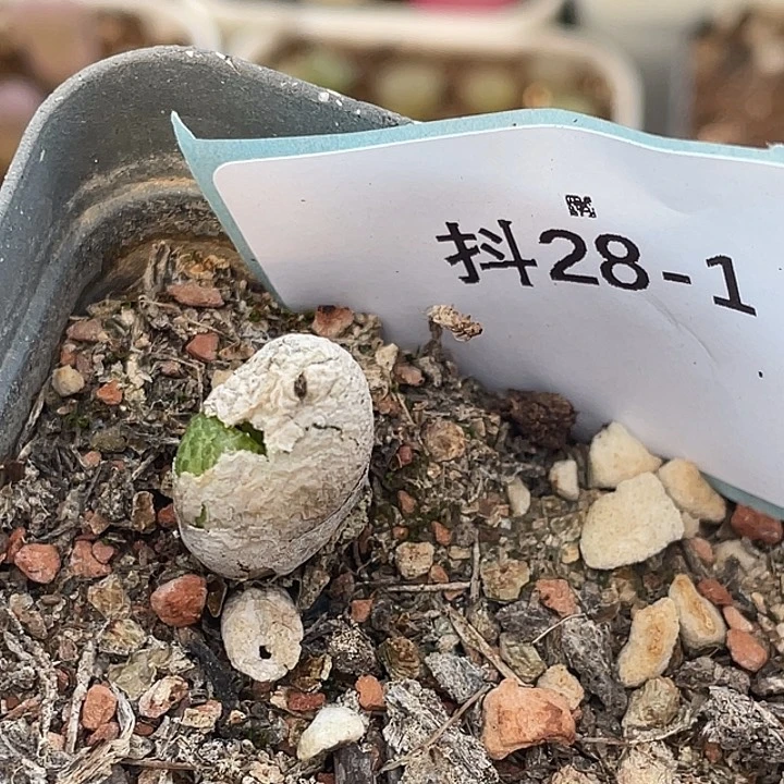 28-1玉米多肉植物