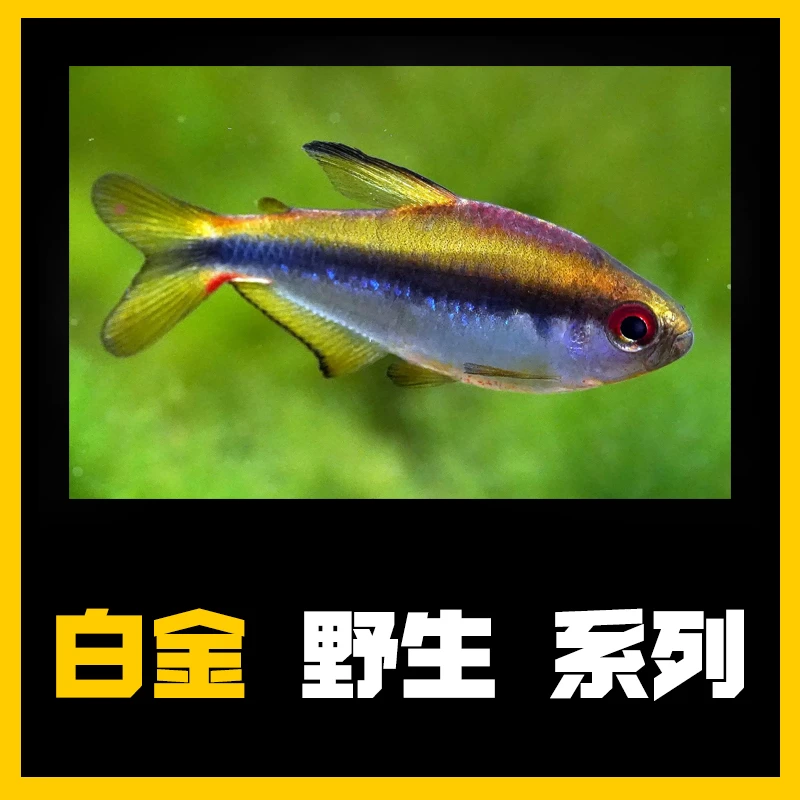 【灯科鱼白金YS系列】