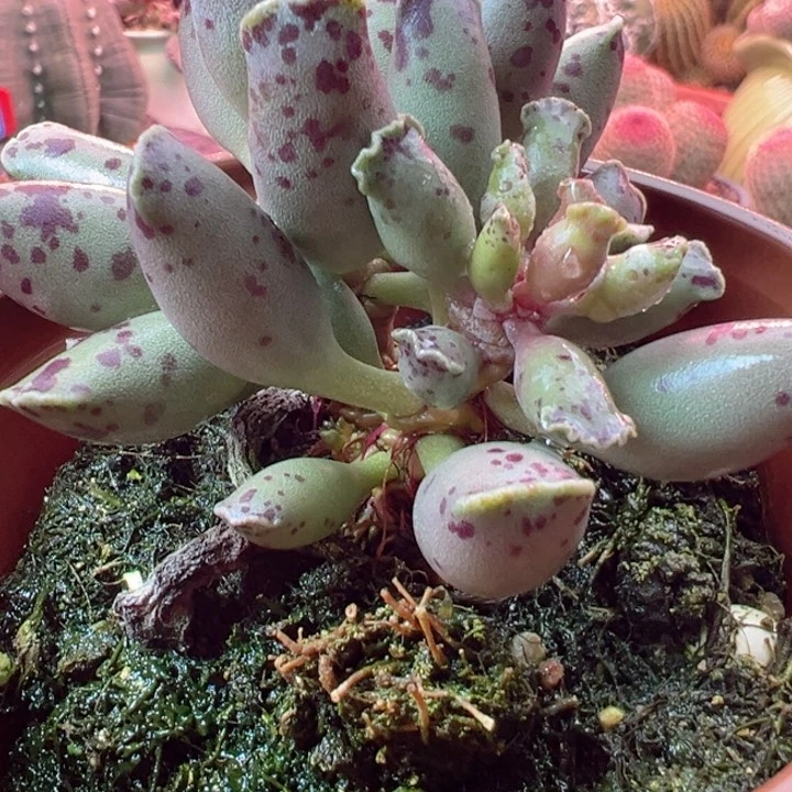 可以不可以不要那么客气吗啊