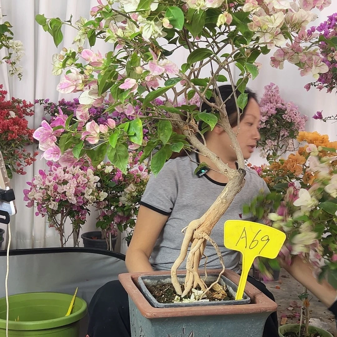 萝***莉大部分花苞少量开放A69漳红樱