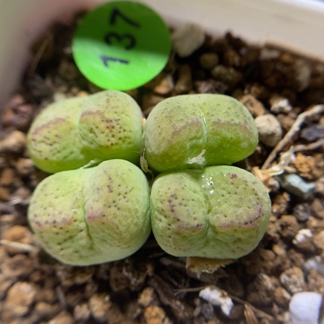 杂交多肉植物137