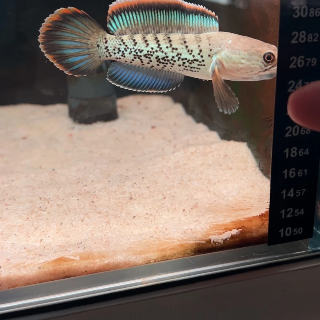 雷龙鱼印尼超短身鬼王