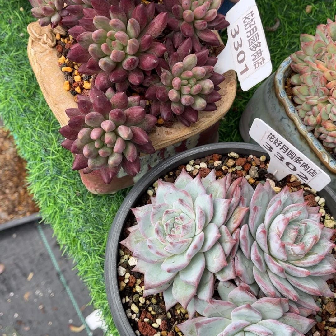 高***姥多肉植物3301.3302