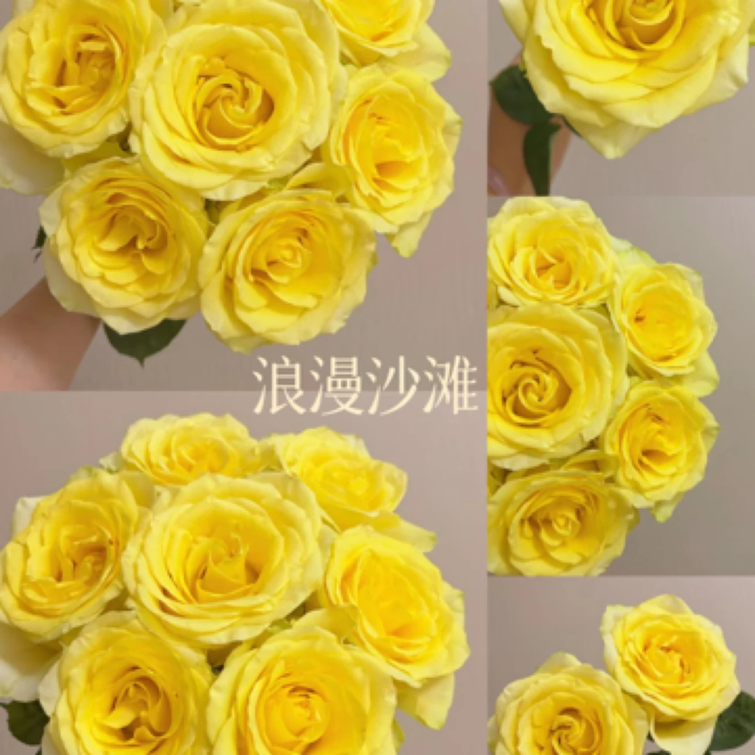 《俏玲珑》浪漫沙滩玫瑰20支两单顺丰冷链包邮