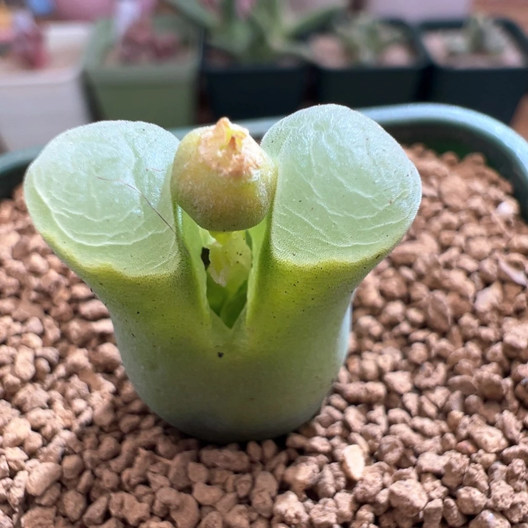 497。青蛙种源2151 内双头