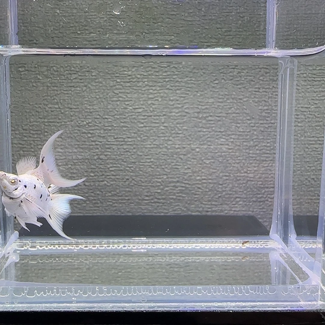 孔雀鱼奶牛，钻眼，