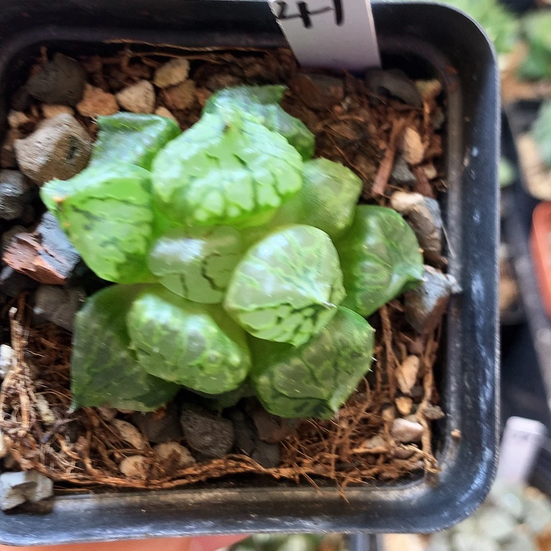 裹克，一物一拍，带盆带土