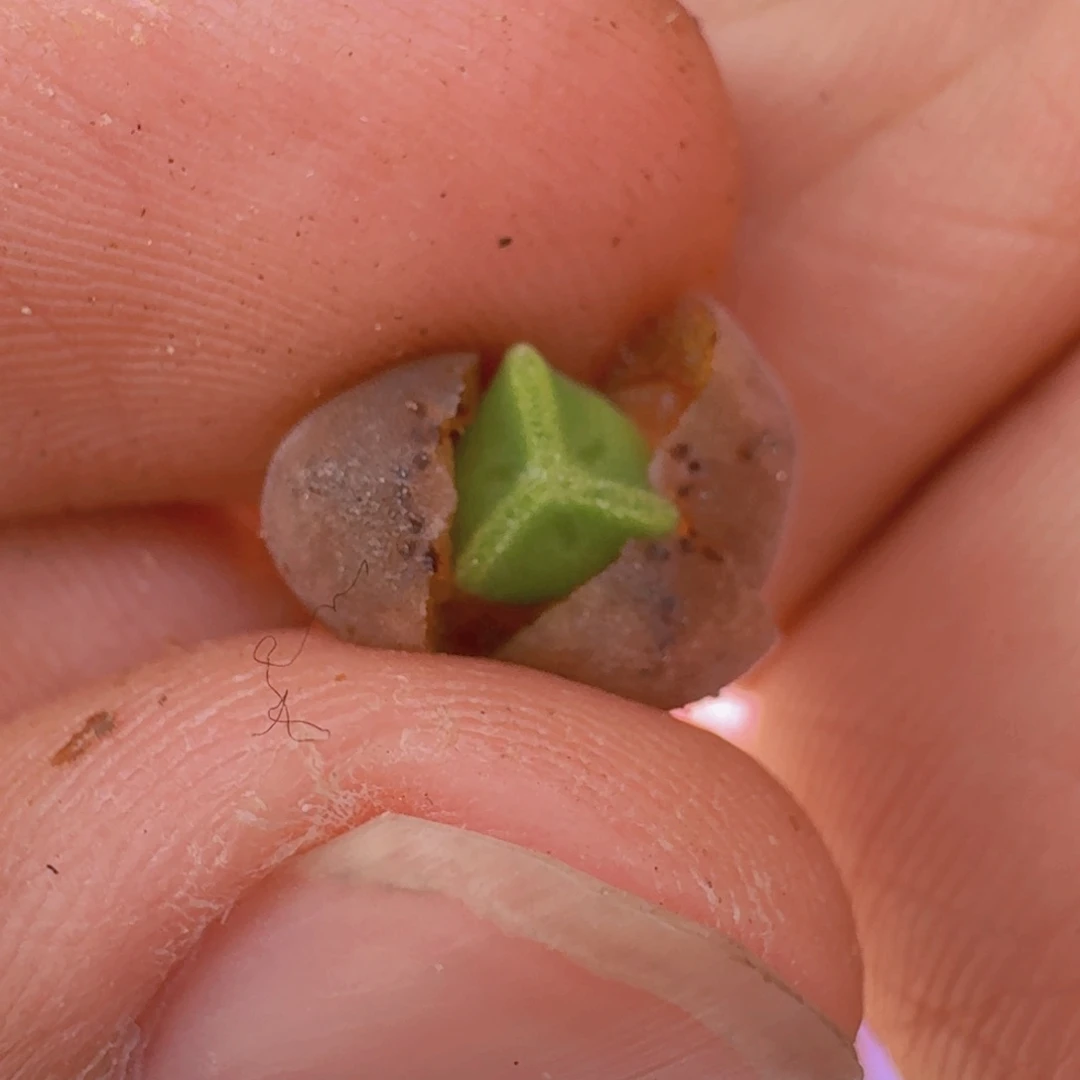 云缦精品番杏7.31稳定空蝉奔驰