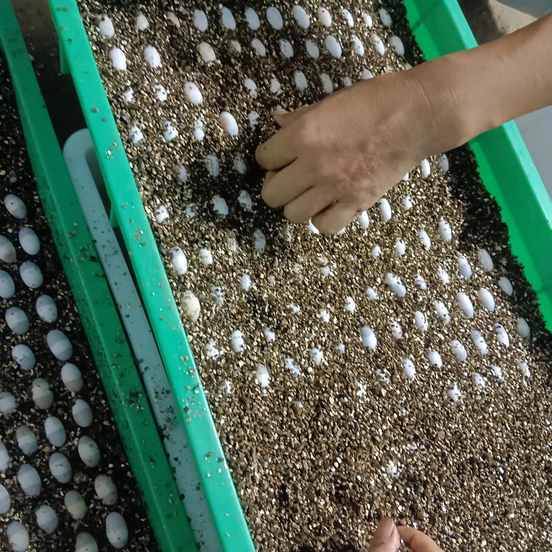 剃刀麝香巨头果核头盔等低温孵化精品乌龟蛋