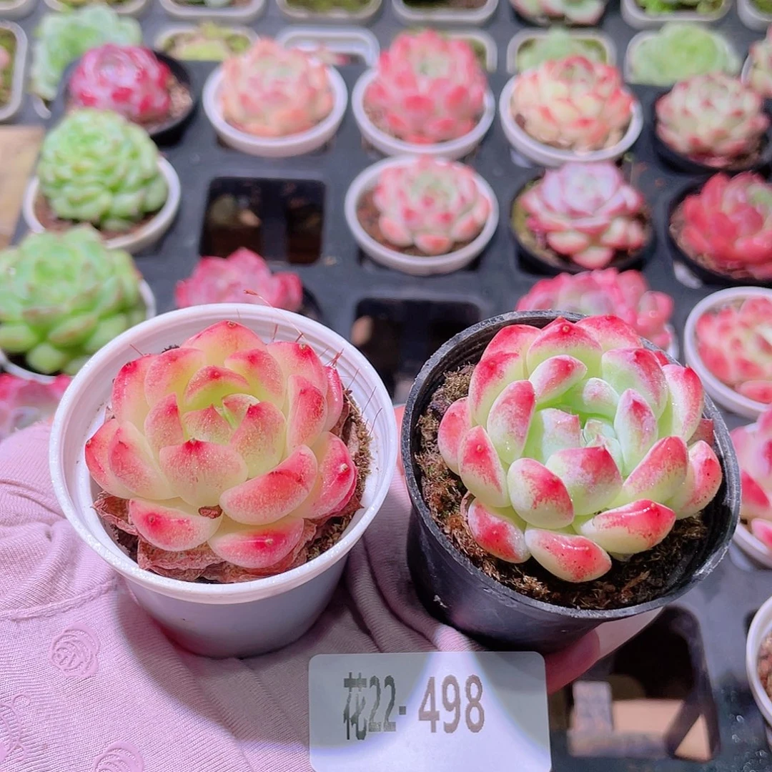 花利美22-498新品2颗