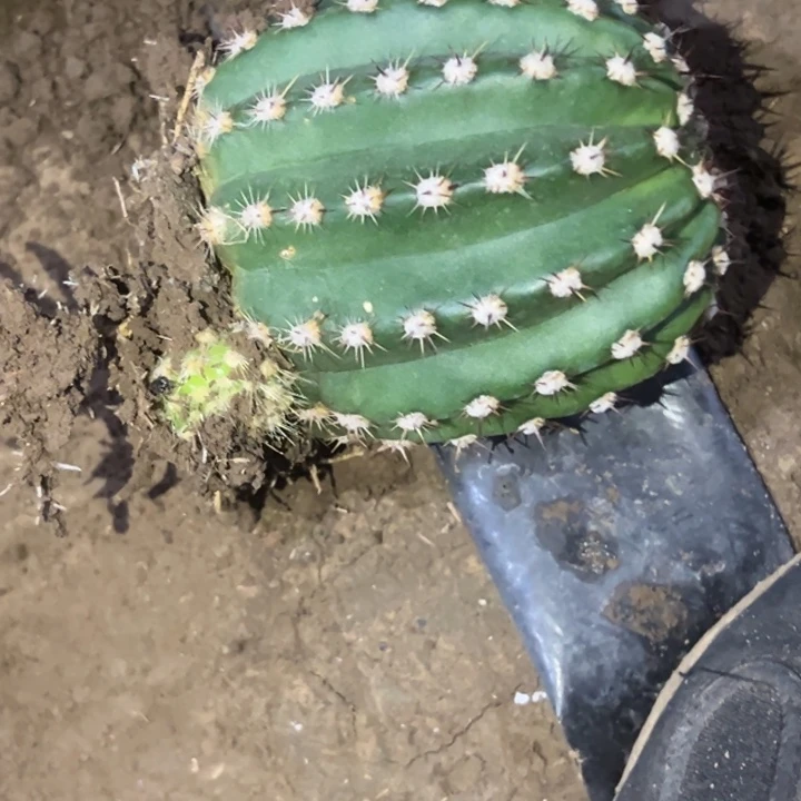 ζ****?清清75根仙人球5