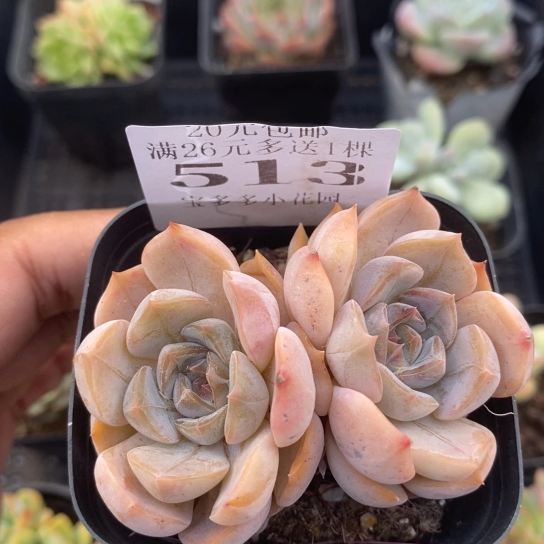 双头夜莺一物一拍满20包邮满26送一颗多肉