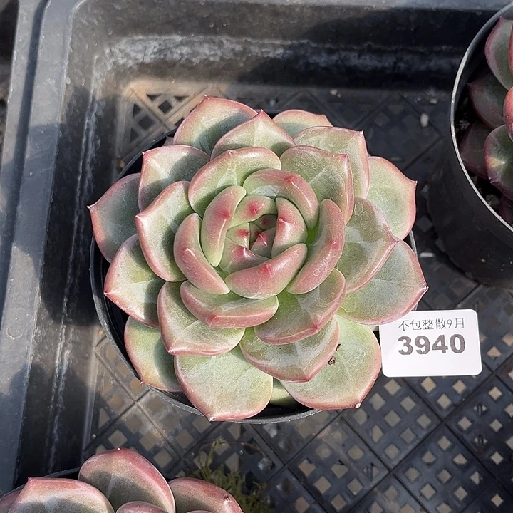 阿雅园艺。        3940Q橙