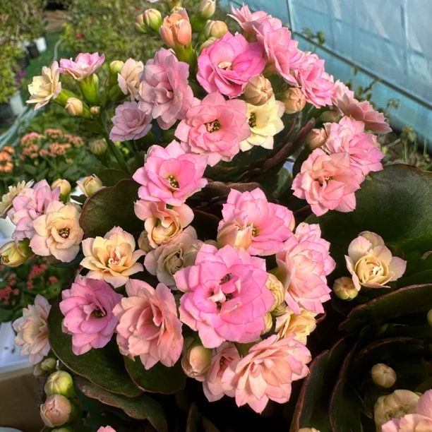 彩虹糖【130盆】大花变色粉每盆3株苗