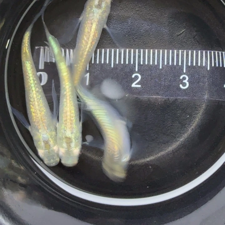 青鳉鱼长鳍绿光26号