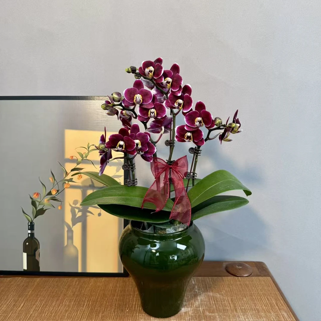 蝴蝶兰【巧克力】黑红色系组盆开花株室内绿植养兰基地直发