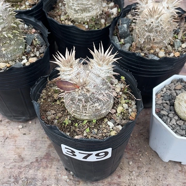 混***l379惠比大黑块根，