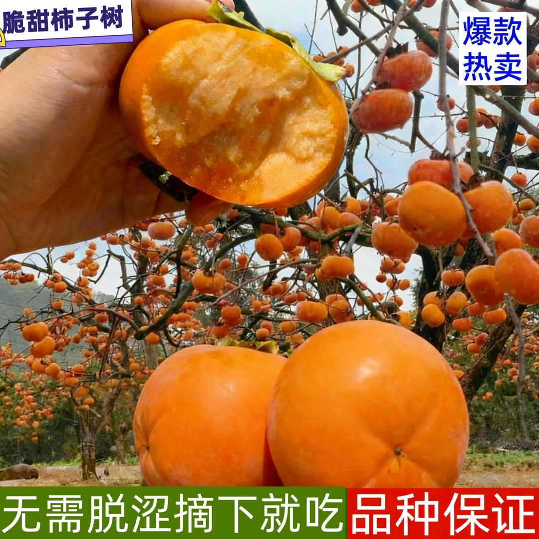 正宗太秋脆甜柿子树苗正品树苗别墅庭院专用柿子树苗新品种特大苗