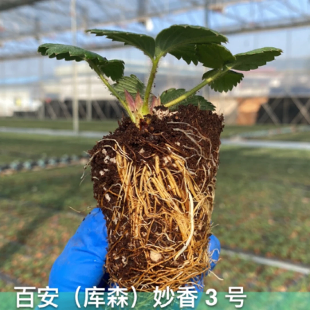 穴盘苗优质草莓苗