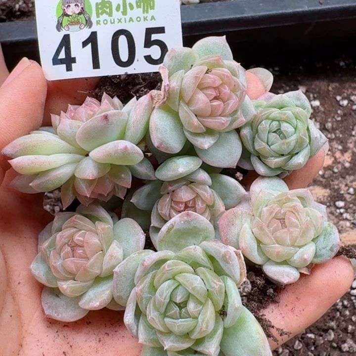 ?****浠多肉植物多肉植物