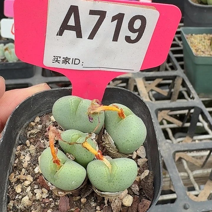 密密麻麻密密麻麻719
