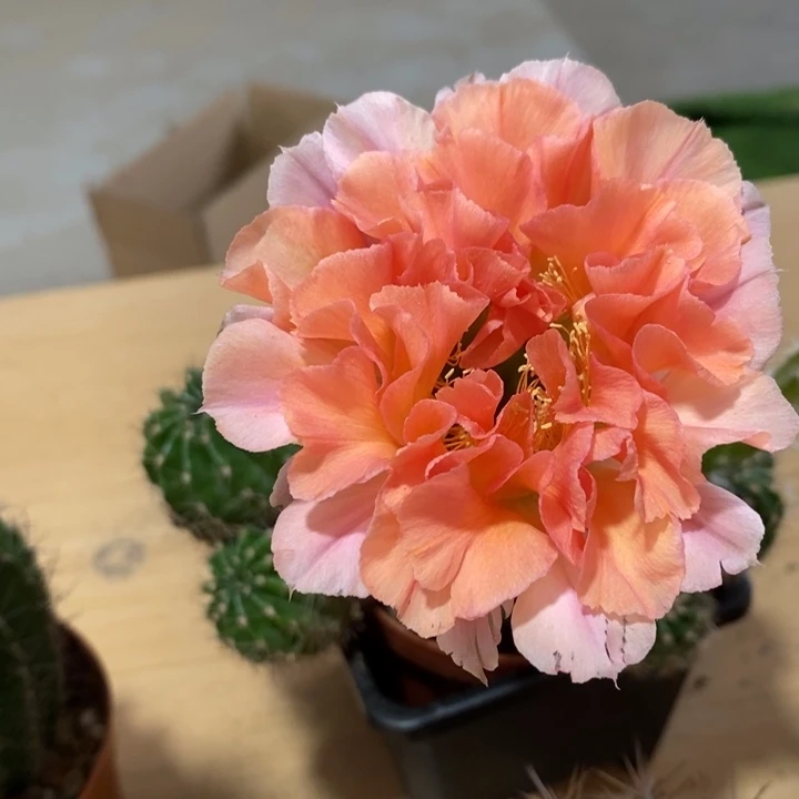柠*?彩草仙人球系列