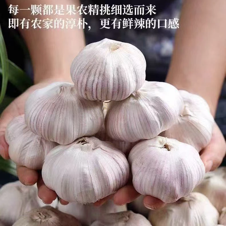 金乡紫皮大蒜干蒜中果新蒜农家新鲜批发1斤3斤5斤