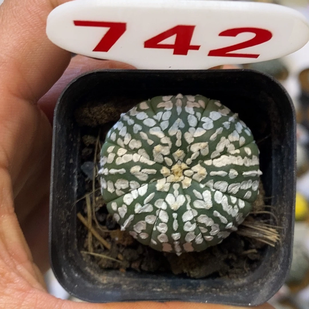 742福利特价来了哦亲