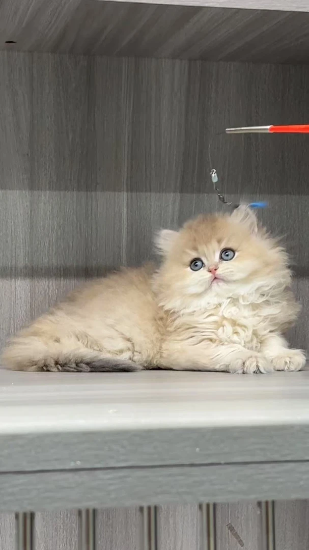 猫咪推毛加精洗118元