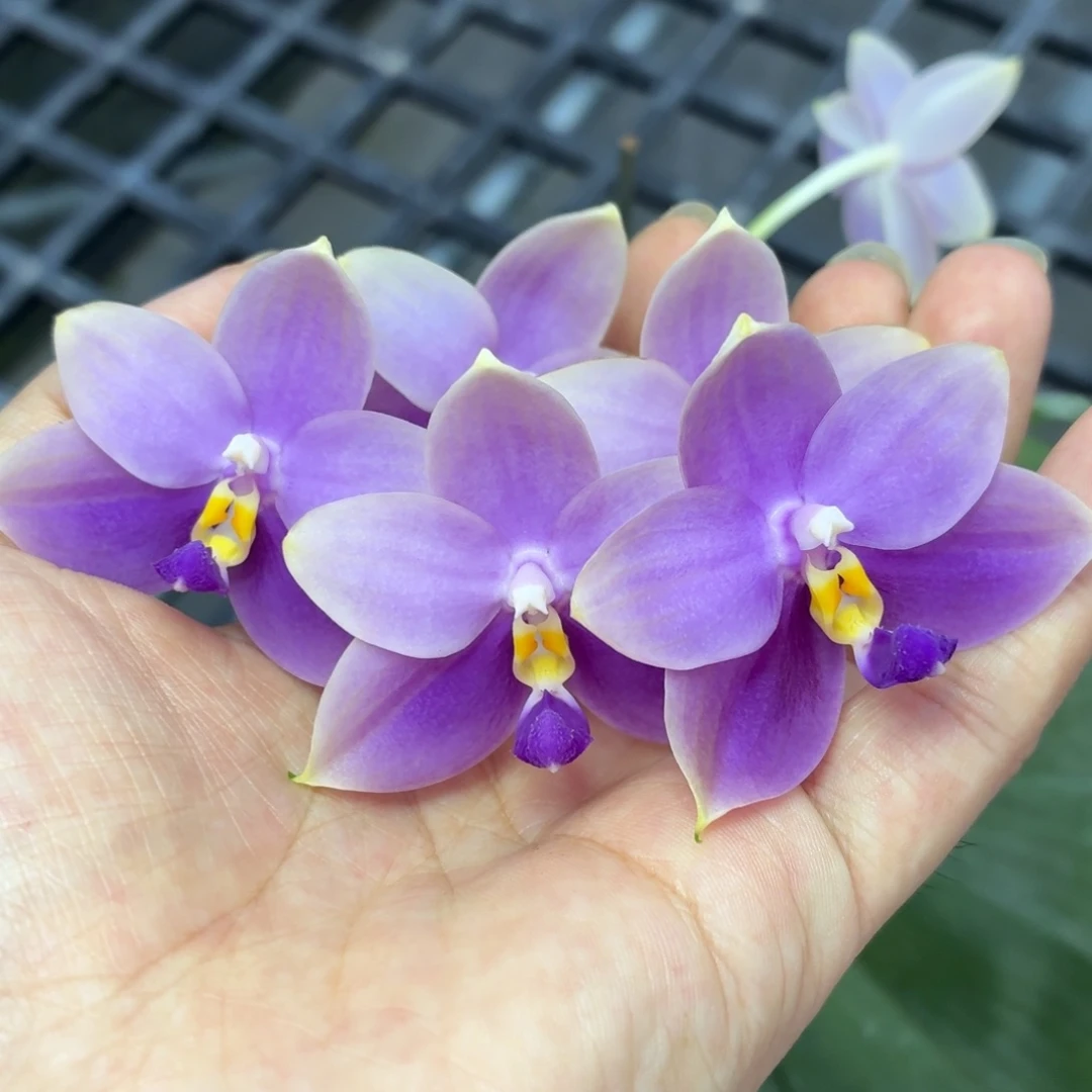 当前无花朵，栽培后可花朵A326快乐狗开花株