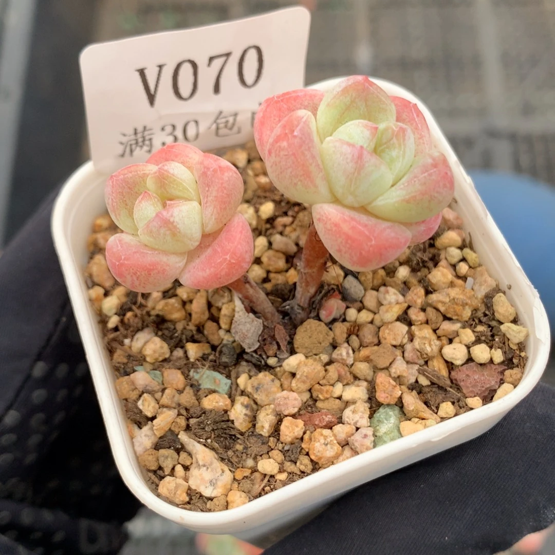 70。长腿小脸糖心冰玉。