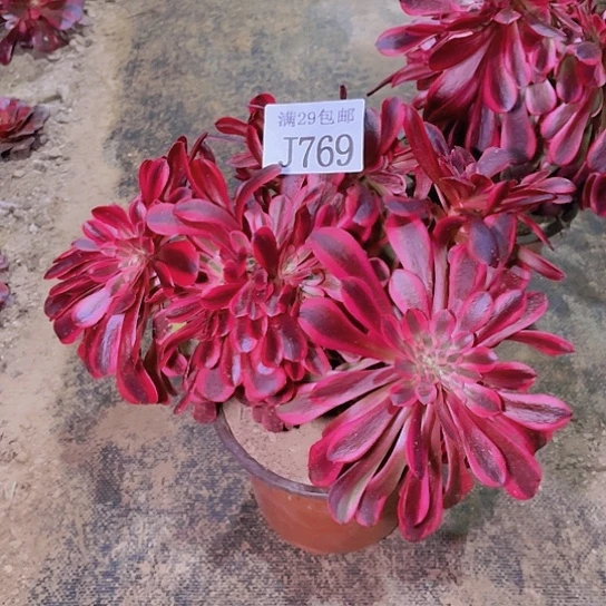769美杜莎缀多肉植物