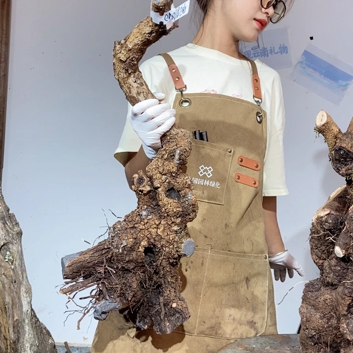 清香木盆景素材精选