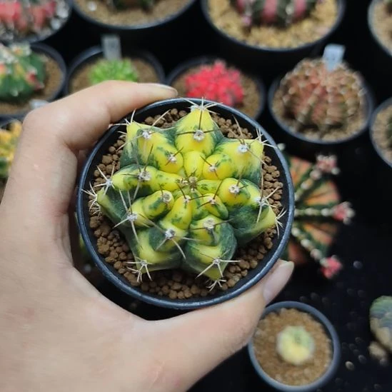 水晶猫眼侧芽自根带盆土发货