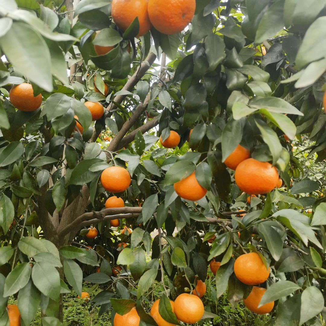 沃柑果园直发新鲜不抛光打蜡