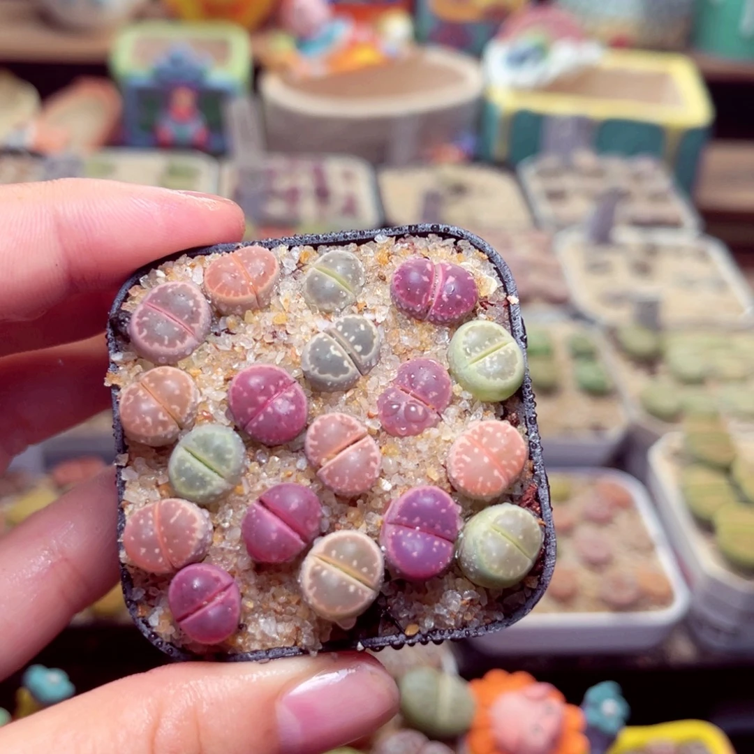 175号带盆包邮发货