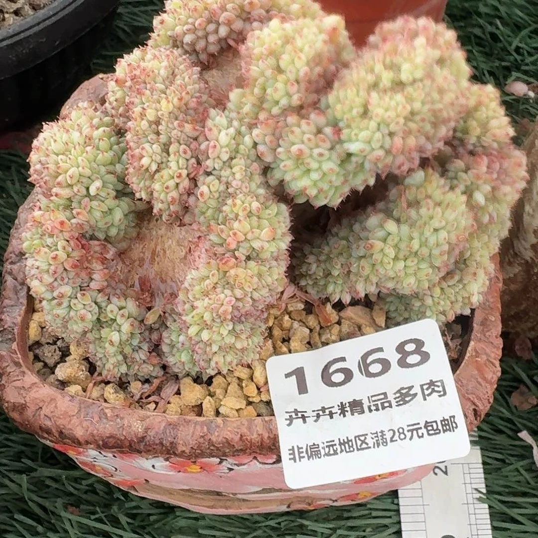 1668 卉卉精品多肉 非偏远地区满28元包邮