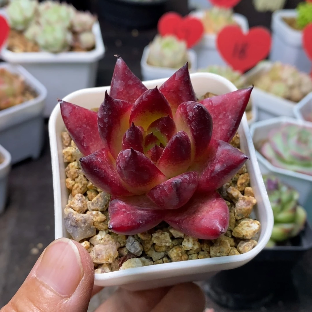 精品多肉一物一拍不包整147