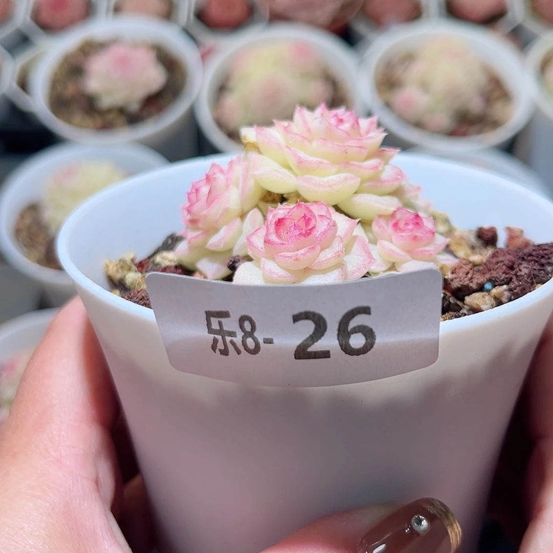 乐8-26 白天鹅群