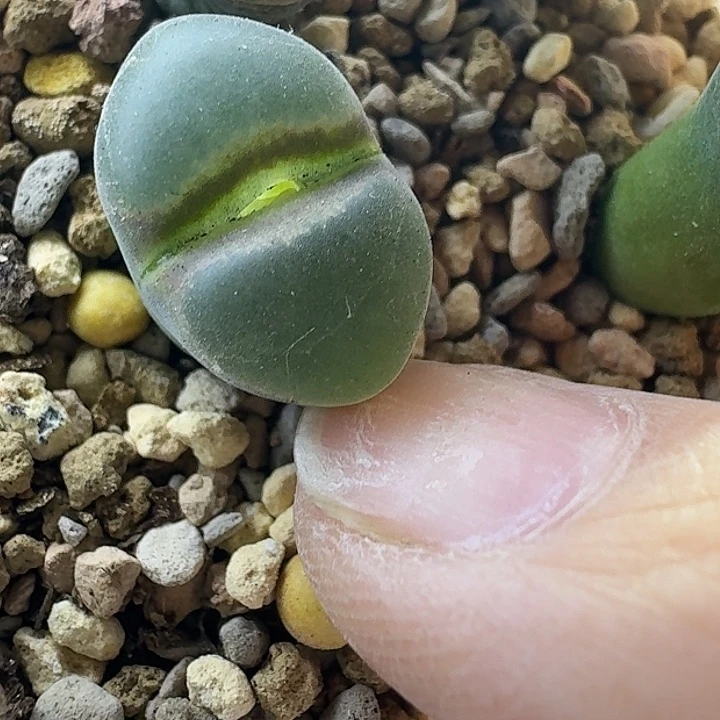 57号单头安格一物一拍