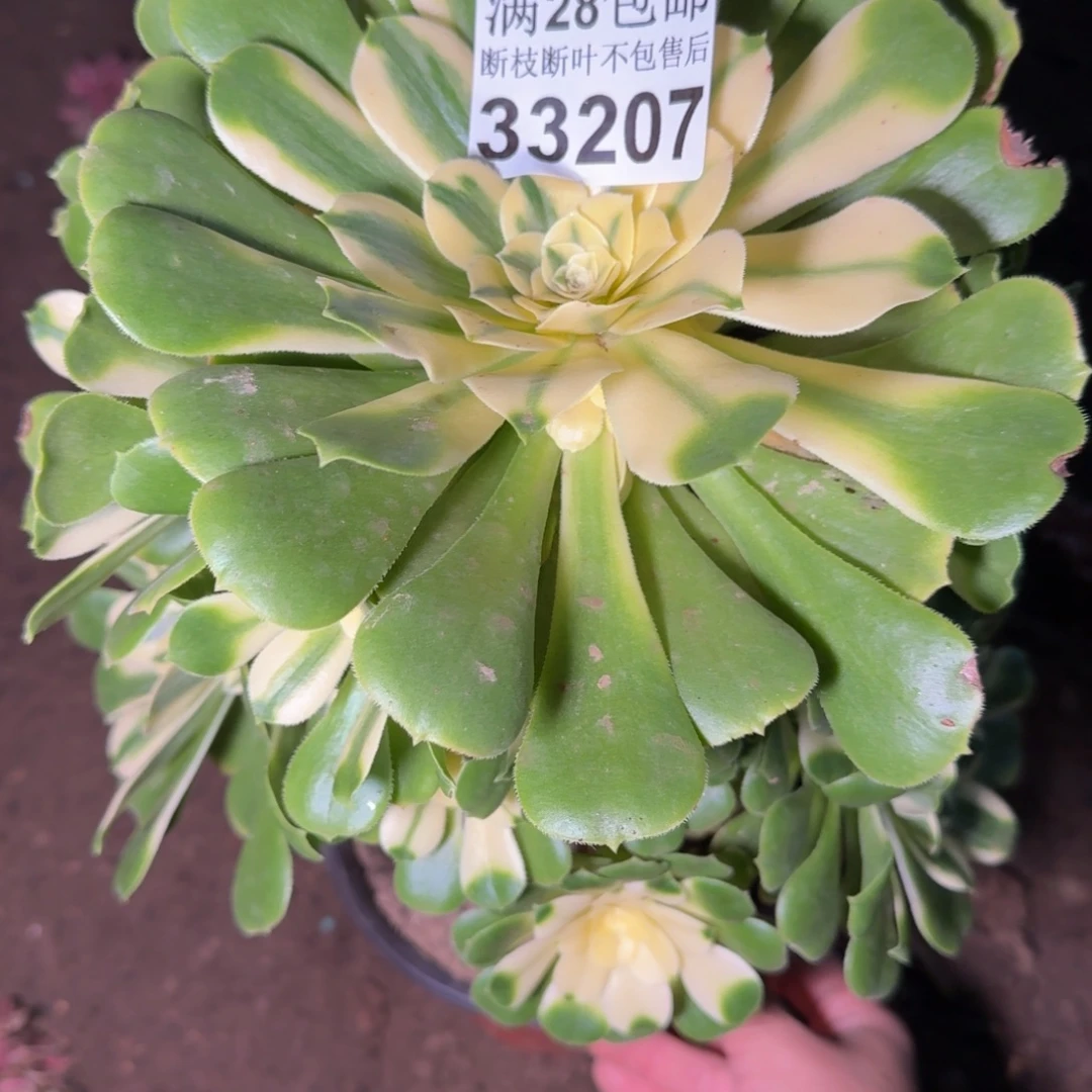 33207辛尼亚有干吧多肉