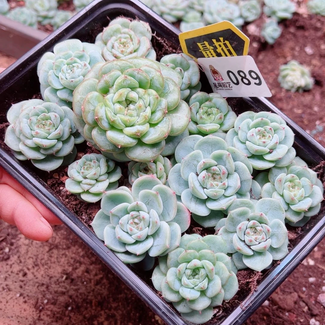 多肉植物多肉植物