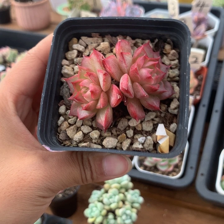 精控玫瑰花女王双头
