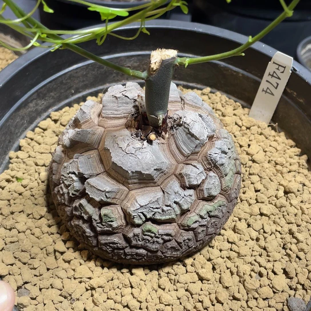 474号龟甲龙不退不换