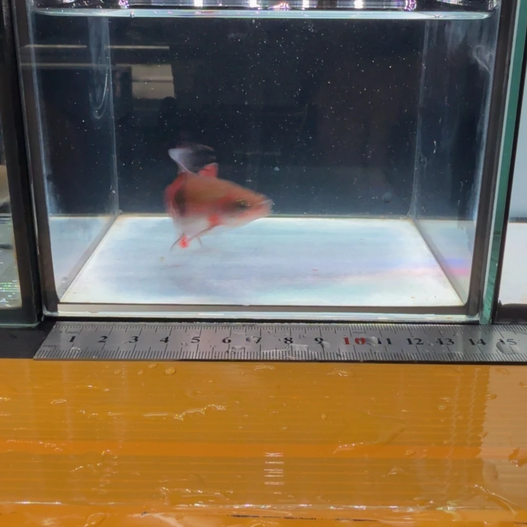 海水克里希那道金斯鲃
