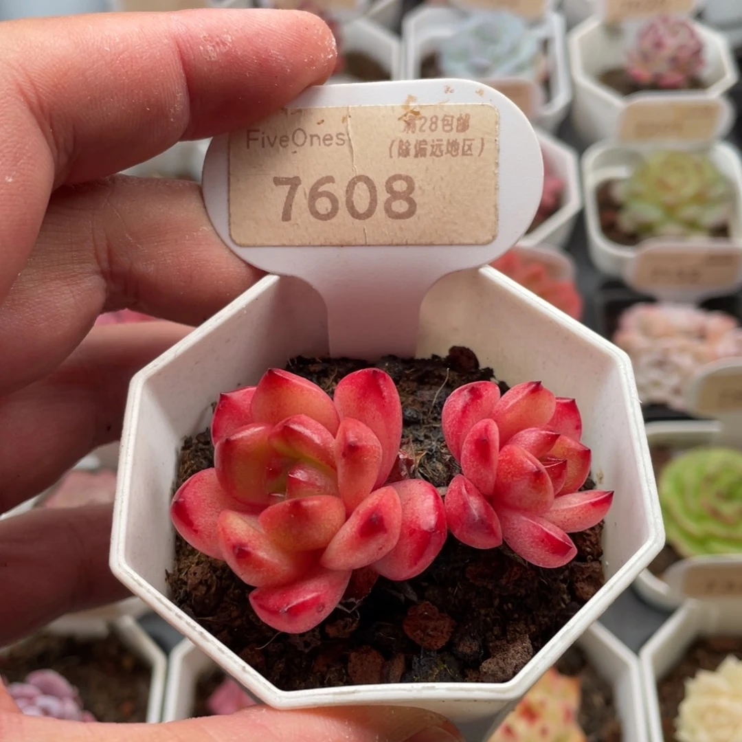 Tm双头7608-5.5厘米